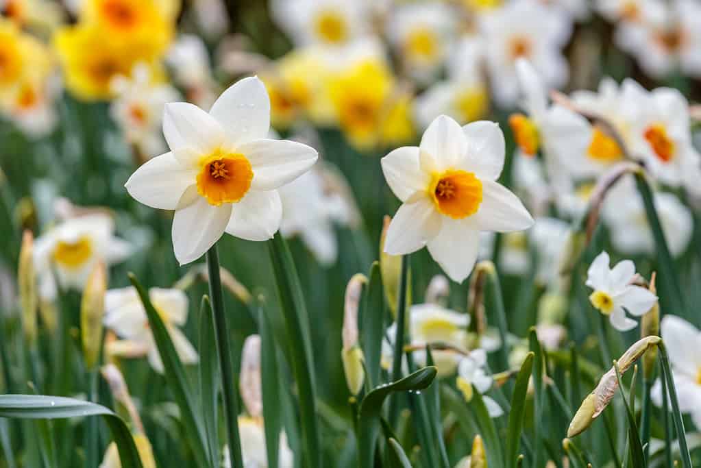 Barret browning white daffodils
