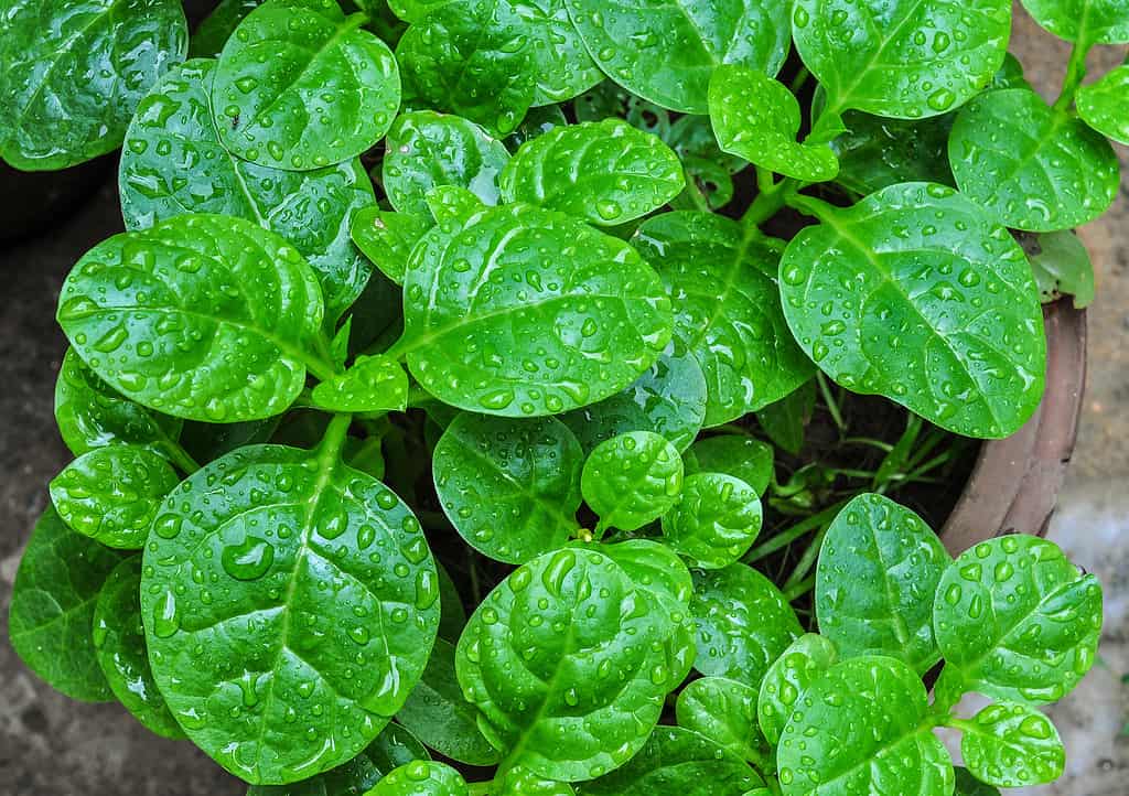 Basella alba, Malabar Spinach