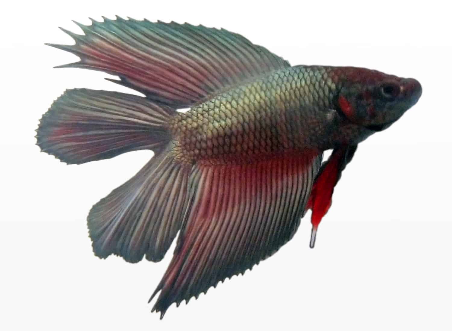 Discover 9 Types Of Fighter Fish - A-Z Animals