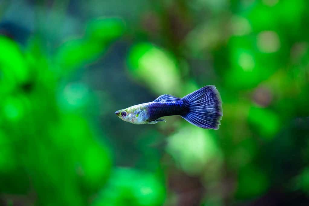 Blue Neon Guppy