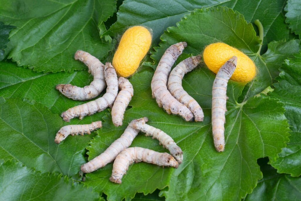 Silkworm