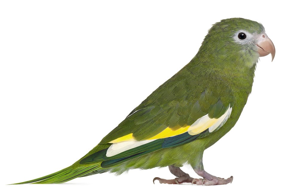 White-winged Parakeet