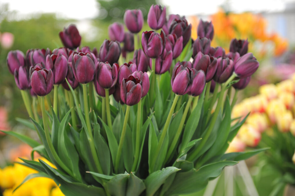Tulips come in 3,000 varieties