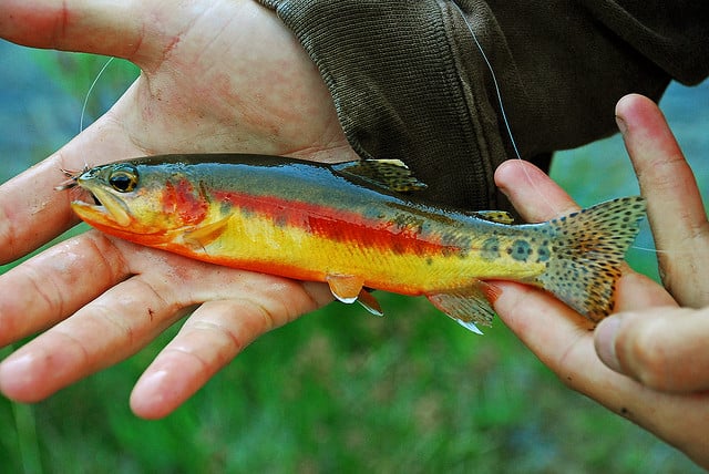 California Golden Trout caught from Golden Trout Creek, Golden Trout Wilderness, California