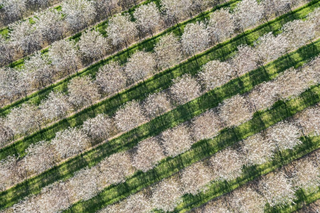 Cherry Blossoms Wisconsin