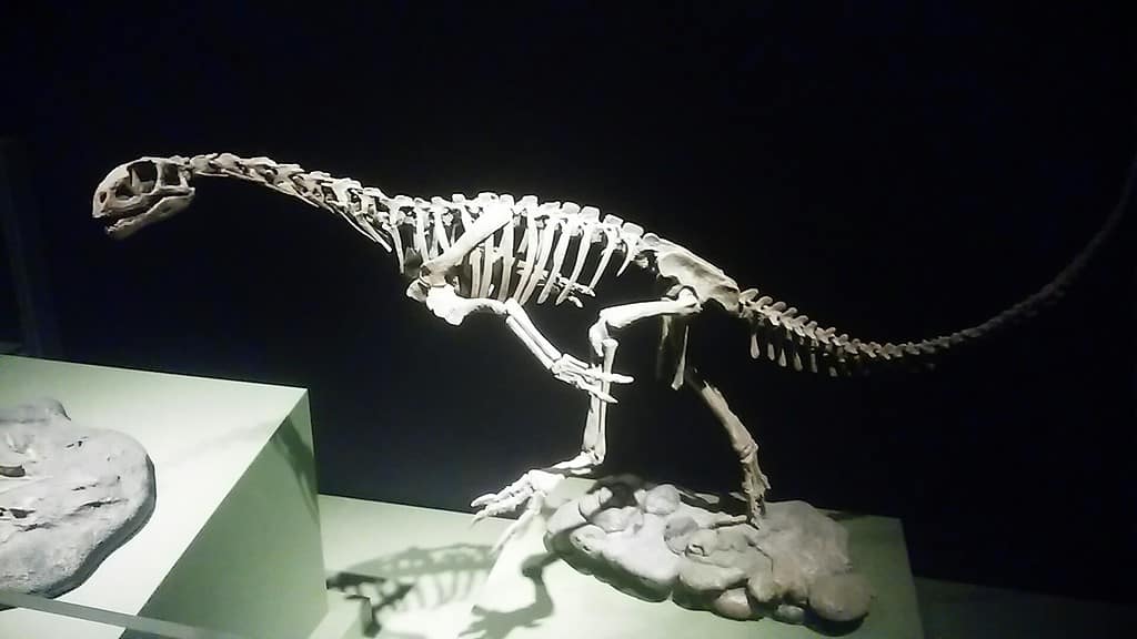 Chilesaurus diegosuarezi dinosaur skeleton