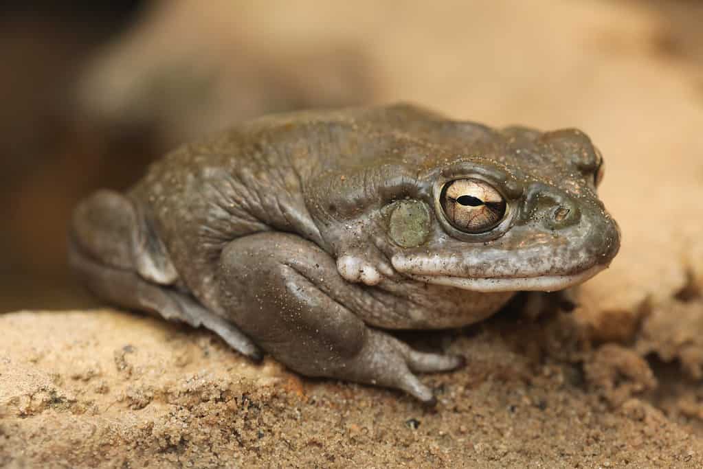 Colorado river toad