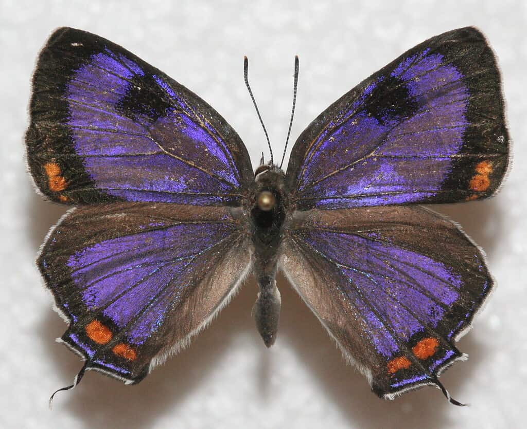 Colorado Hairstreak Butterfly