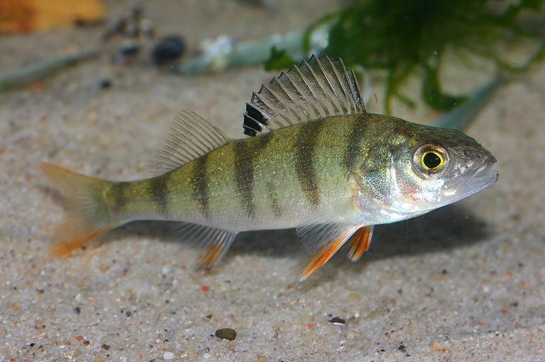 Discover All Types Of Perch Fish - A-Z Animals