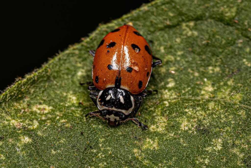 Convergent Lady Beetle