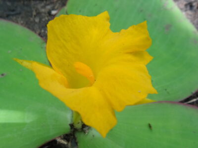 A Discover the National Flower of Nigeria: The Yellow Trumpet