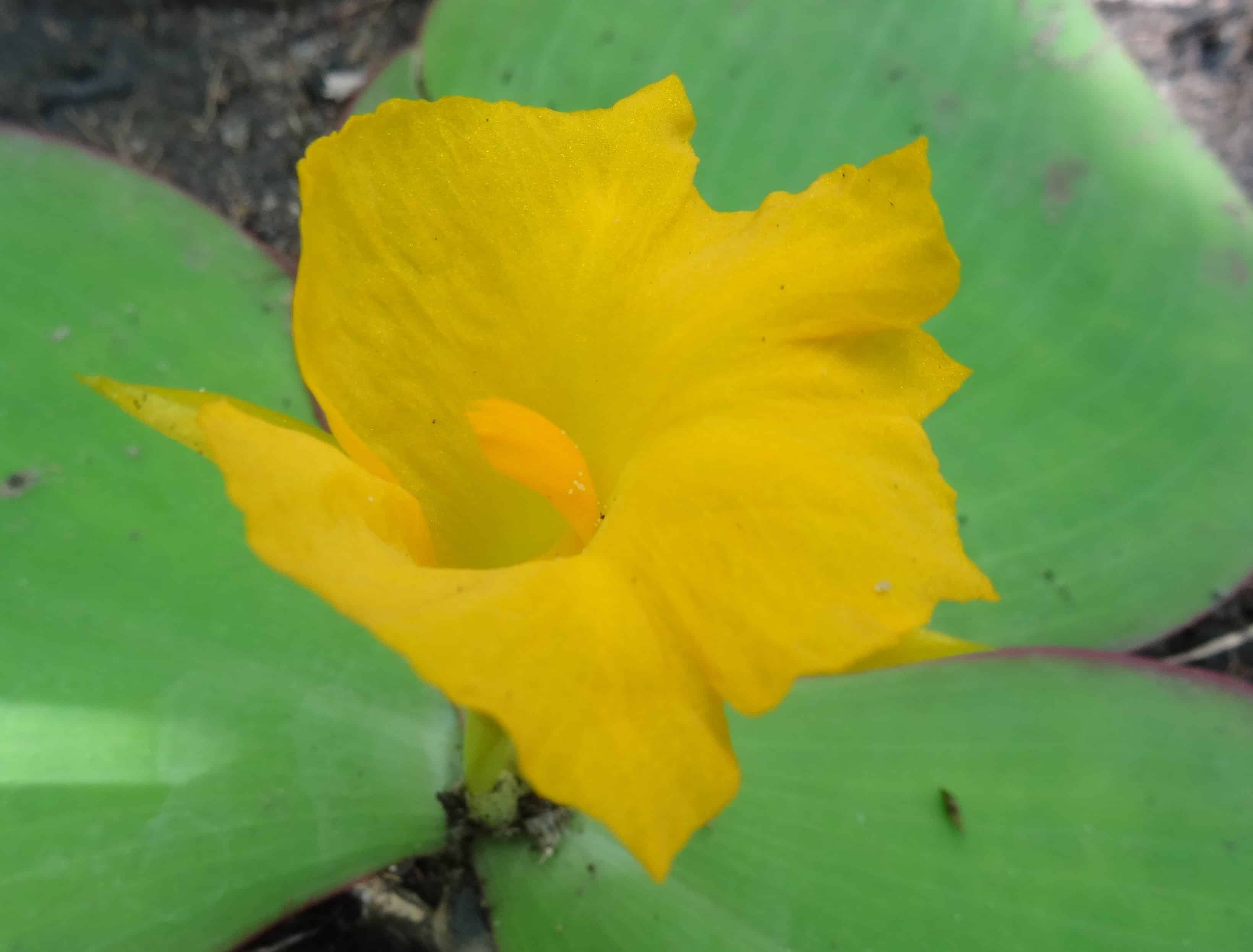 Costus spectabilis, Ancuabe district, rainy season.