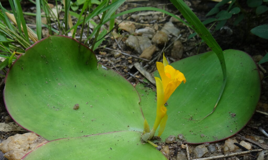 Blossoming Costus spectabilis in northern Mozambique.