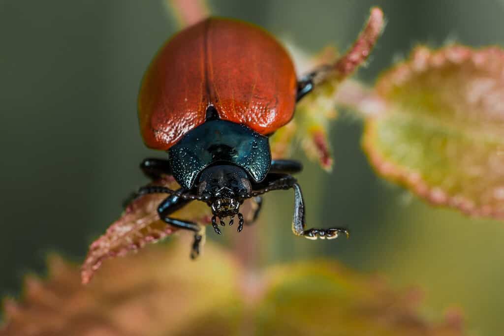 Cotton leaf beetle