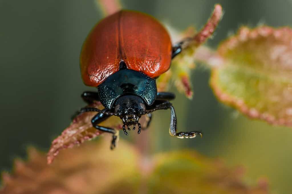 cottonwood leaf beetle