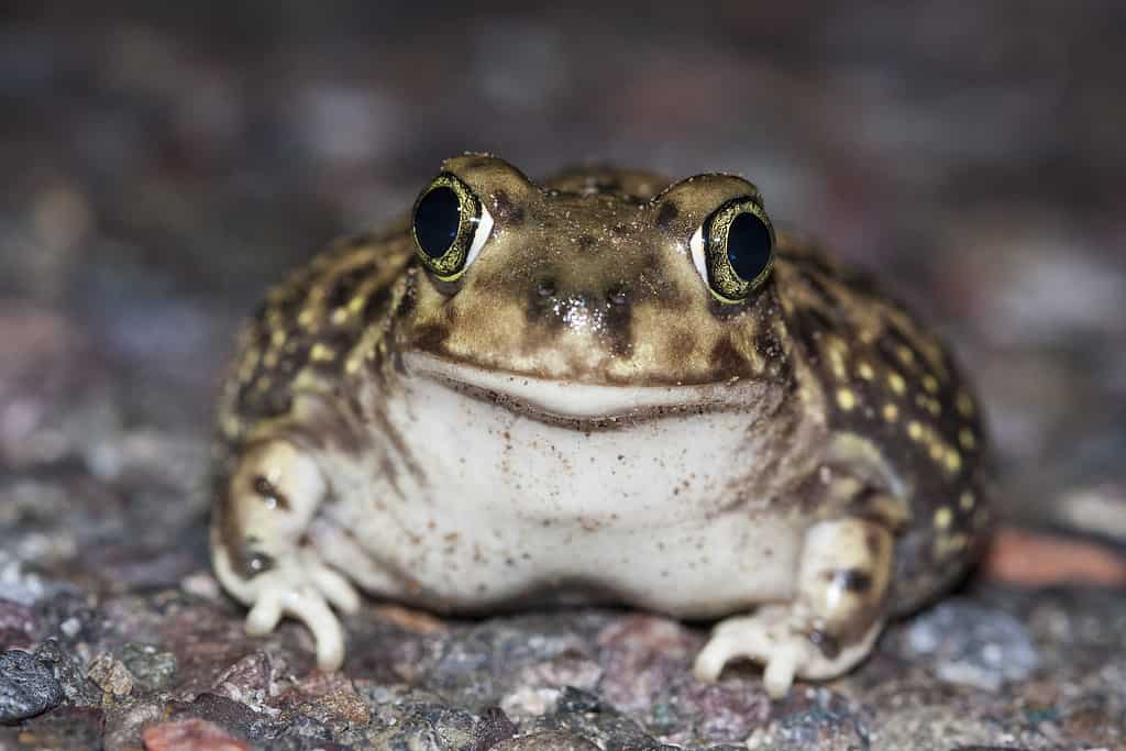 Couch's spadefoot toad