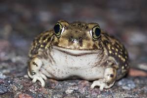 9 Arizona Toads: Which Are Poisonous To Humans? Picture