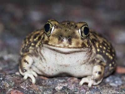 A 9 Arizona Toads: Which Are Poisonous To Humans?