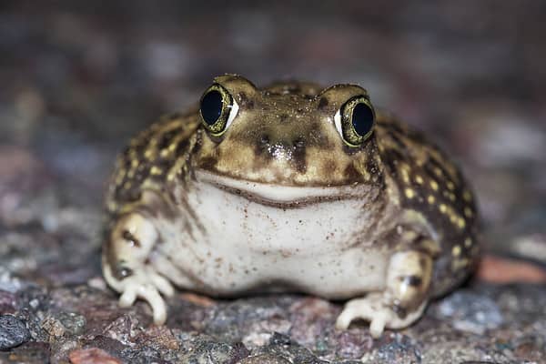 American Toad - A-Z Animals