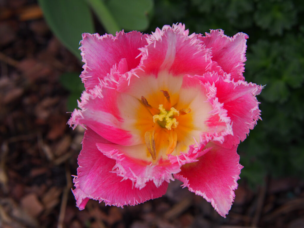 Crispion Love Tulip