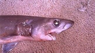 Crocodile Shark