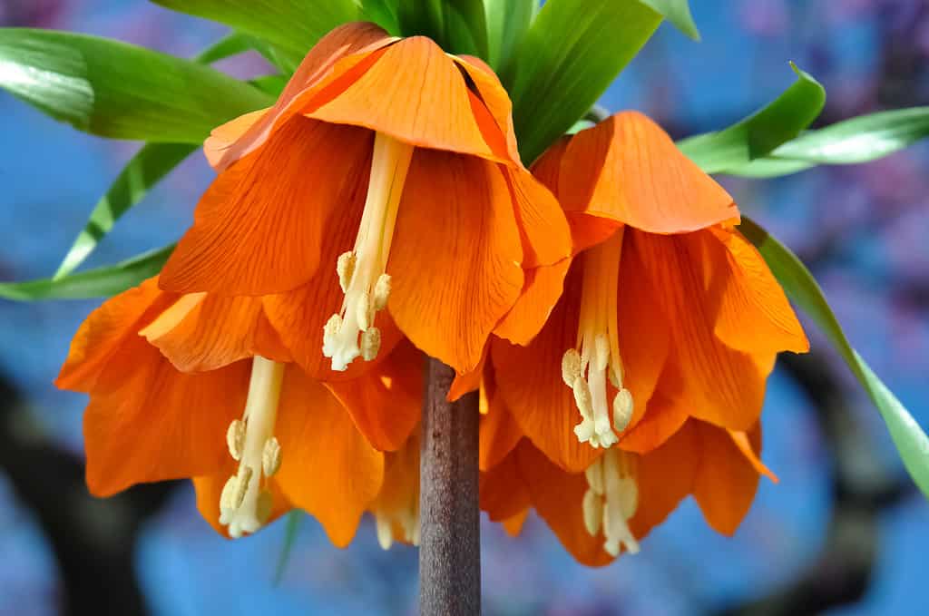 orange spring flowers