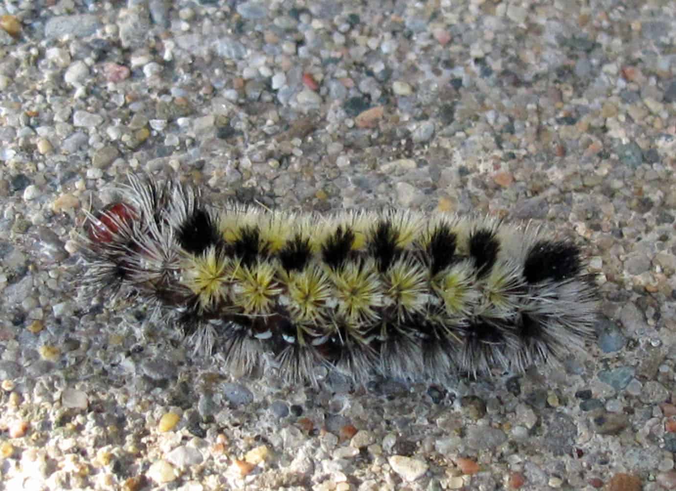 Ctenucha virginica caterpillar