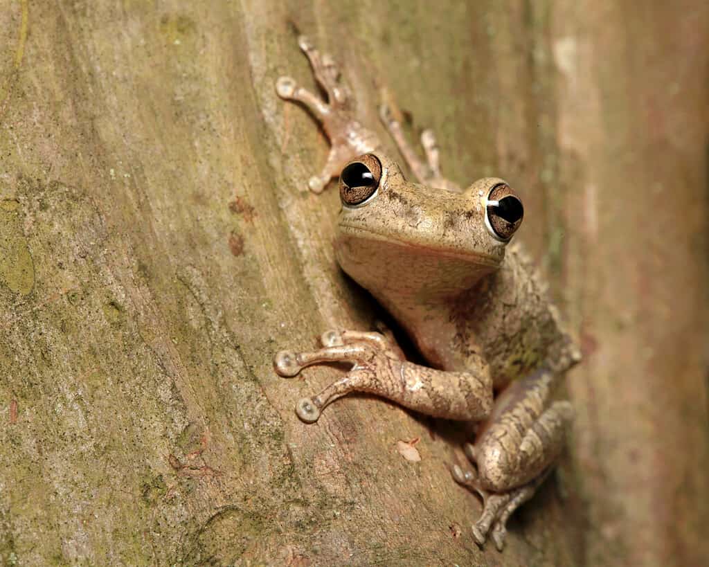 Cuban Tree Frog