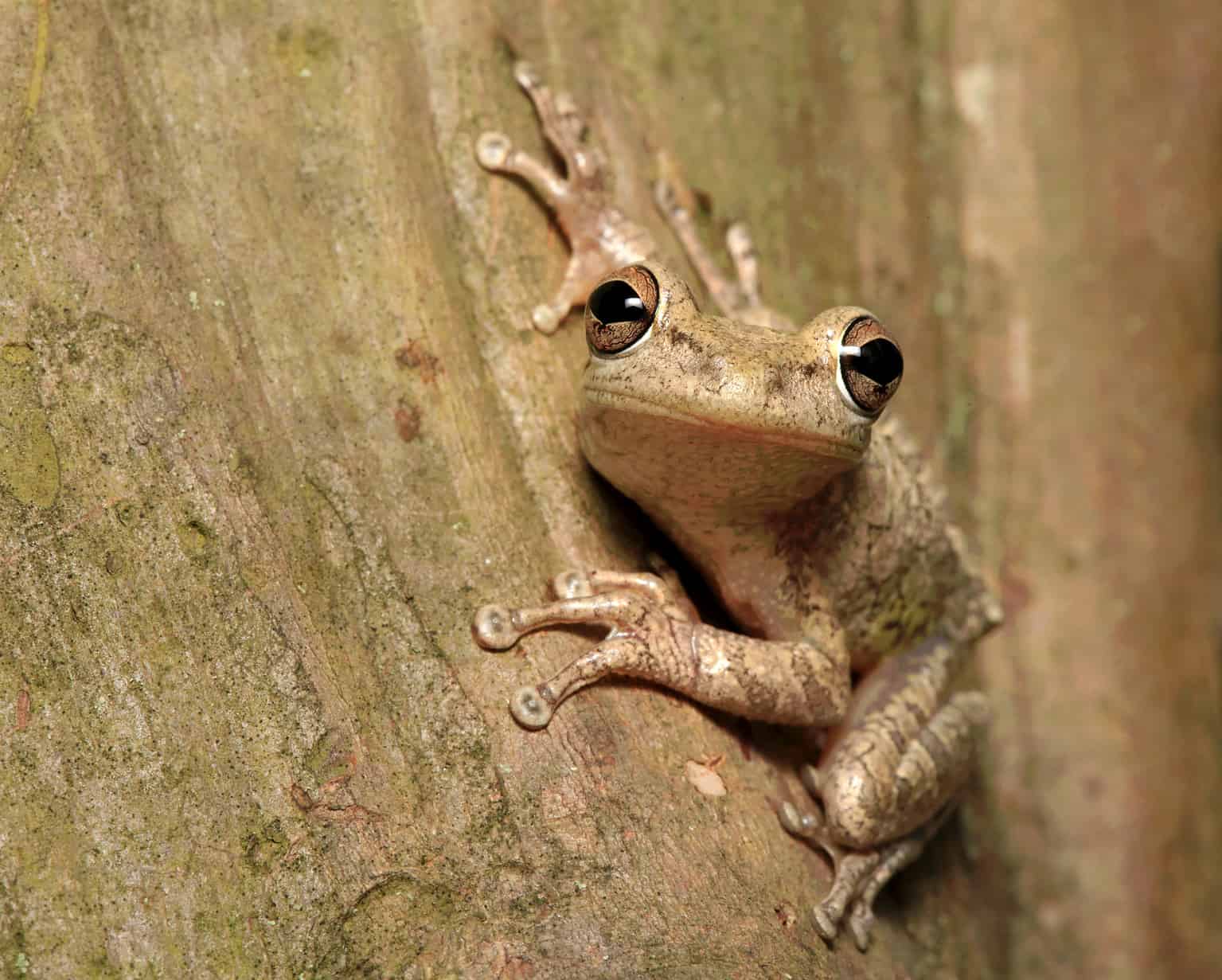 Can Frogs Feel Happy? A Peep Into the Emotional Lives of Frogs