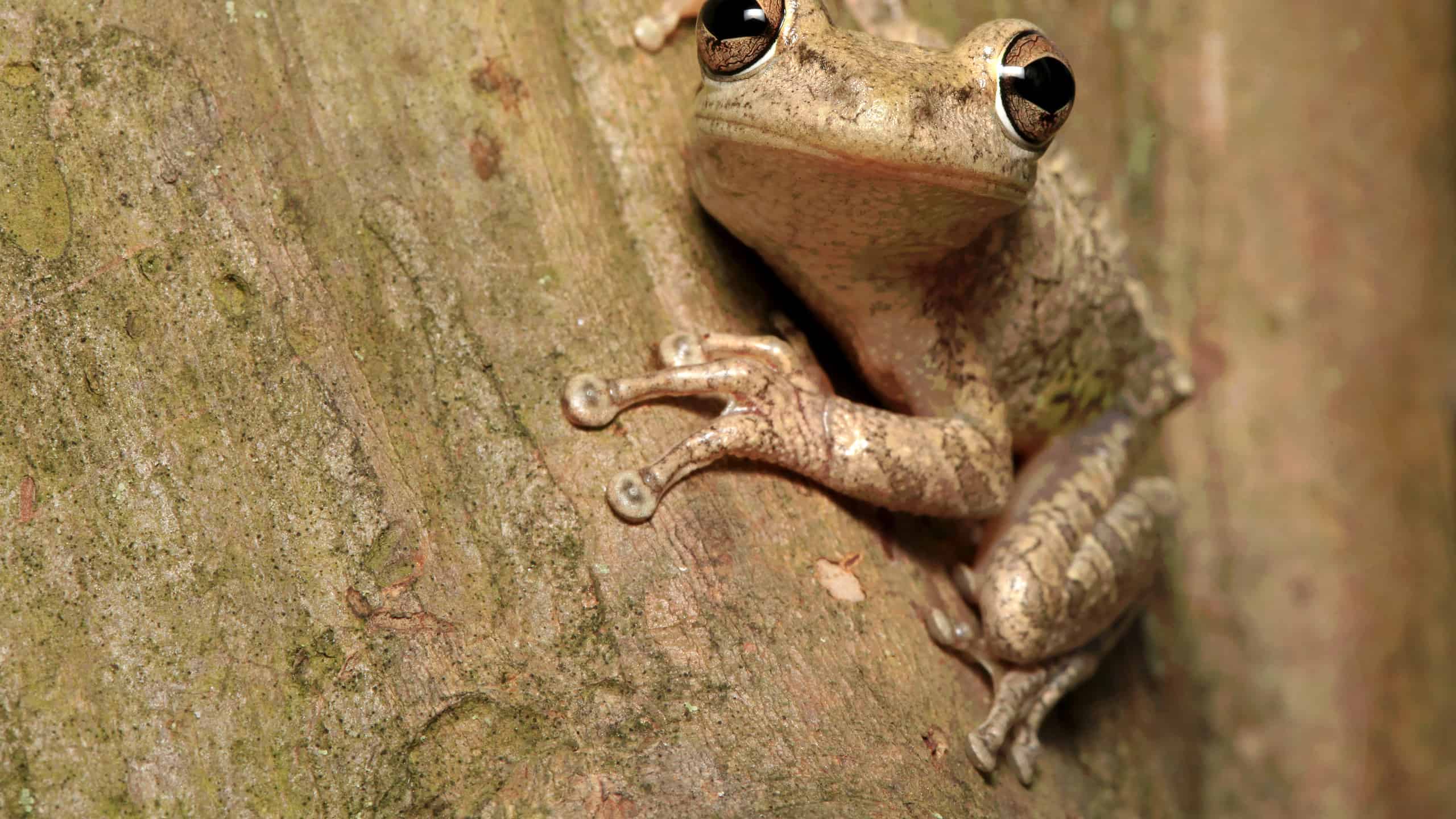 Cuban Tree Frog