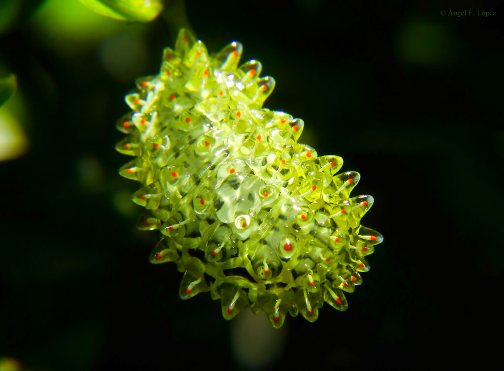 Dalceridae Caterpillar