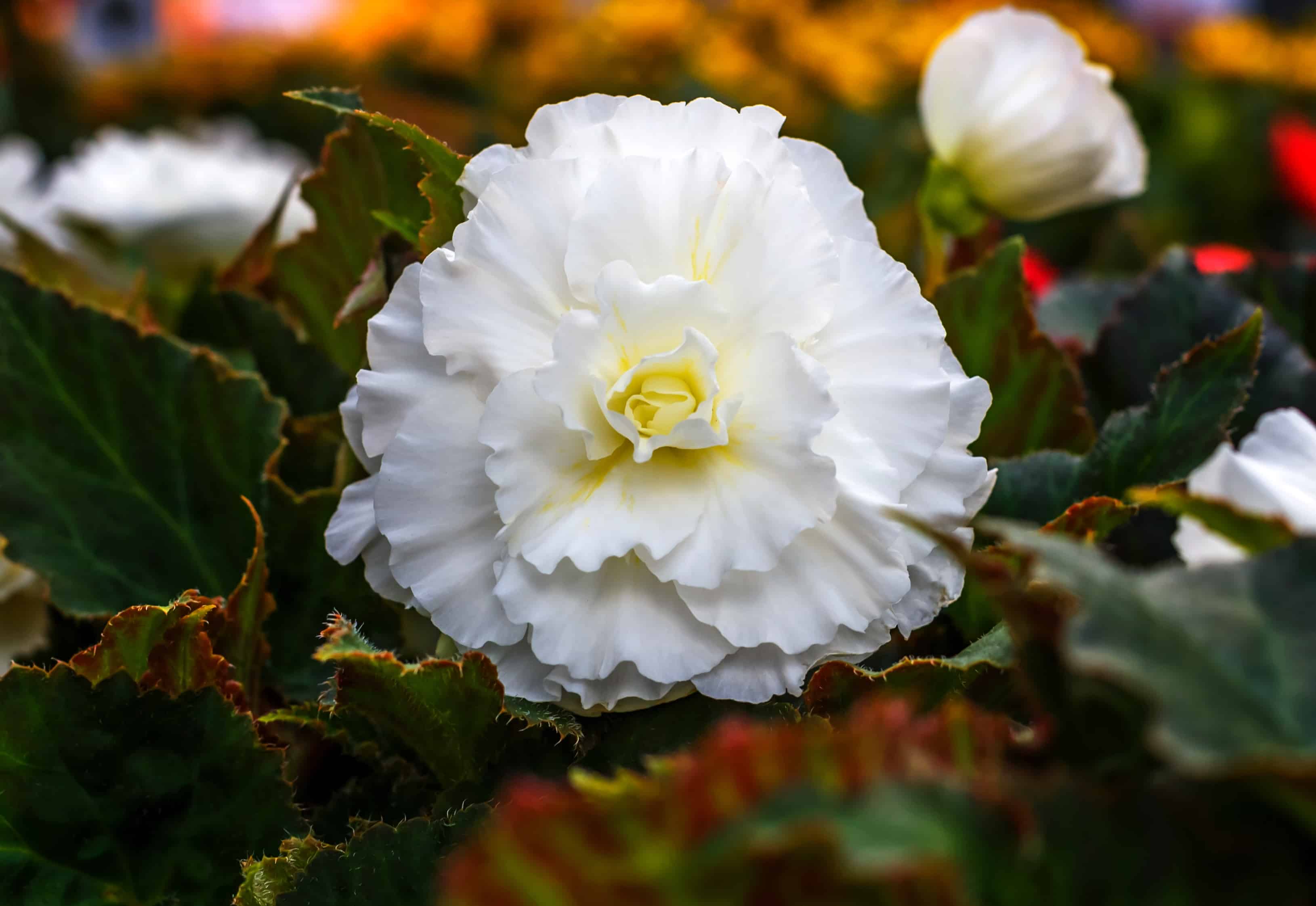 Types Of Double Bloom Flowers - A-Z Animals