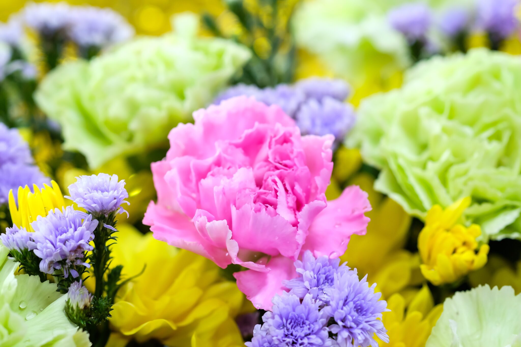 January Birth Flower Symbolism and Meaning of Carnations AZ Animals