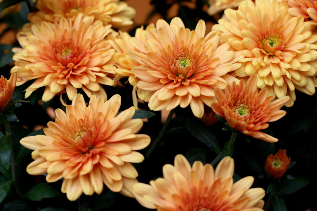 double Chrysanthemum
