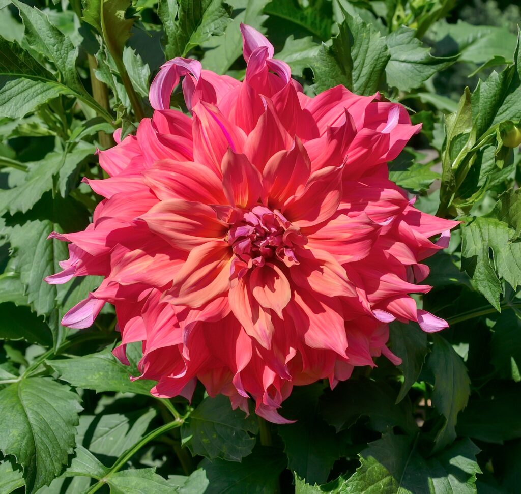 Double Dahlia