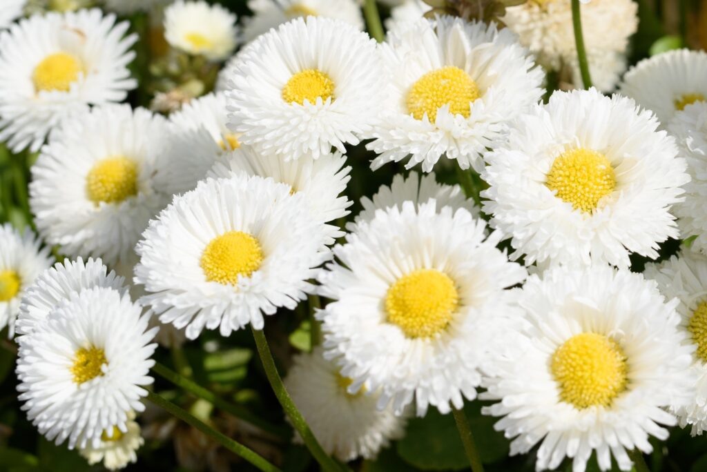 types of white daisy