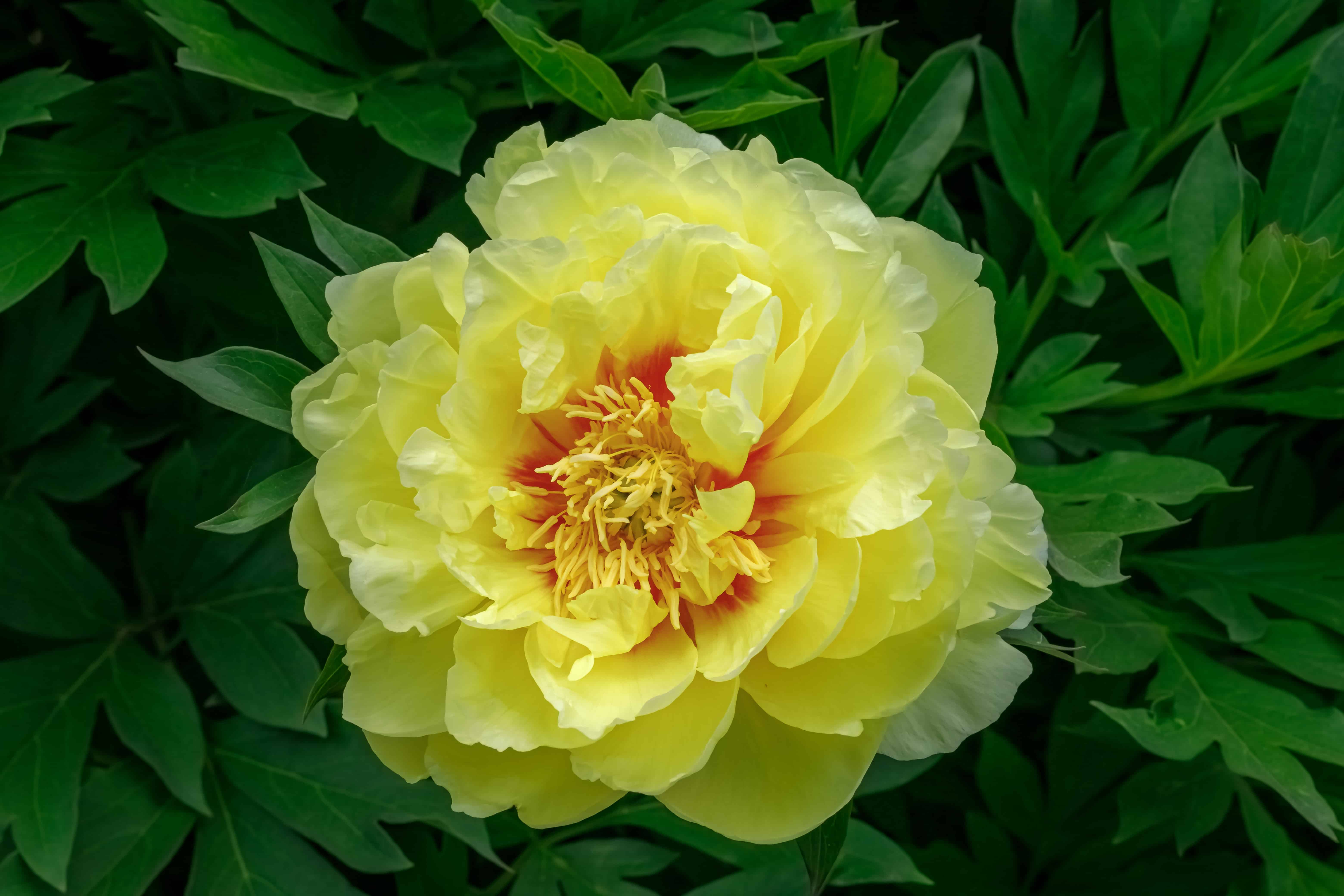 Double peony