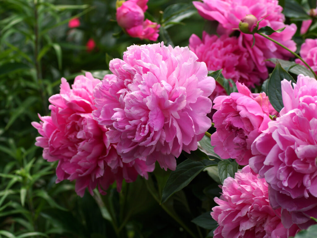 Double Peonies