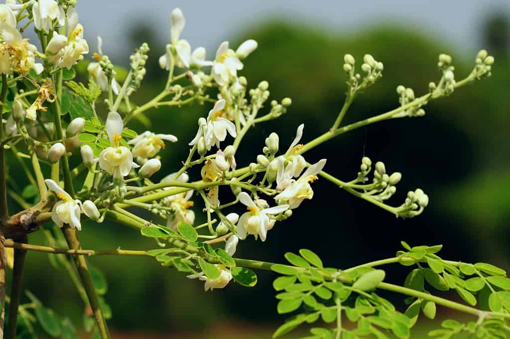 Drumstick Tree Flowers, also known as Moringa from the Moringa oleifera