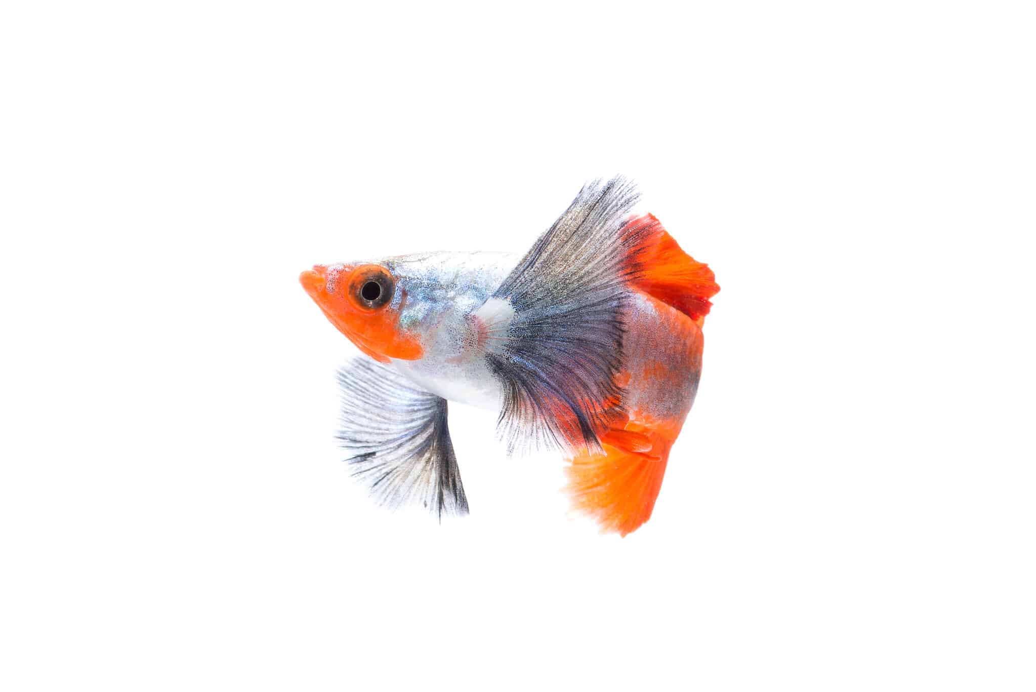 20 Beautiful Types Of Guppy Fish - A-Z Animals