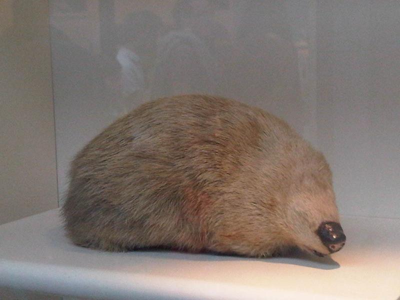 Giant Golden Mole 3