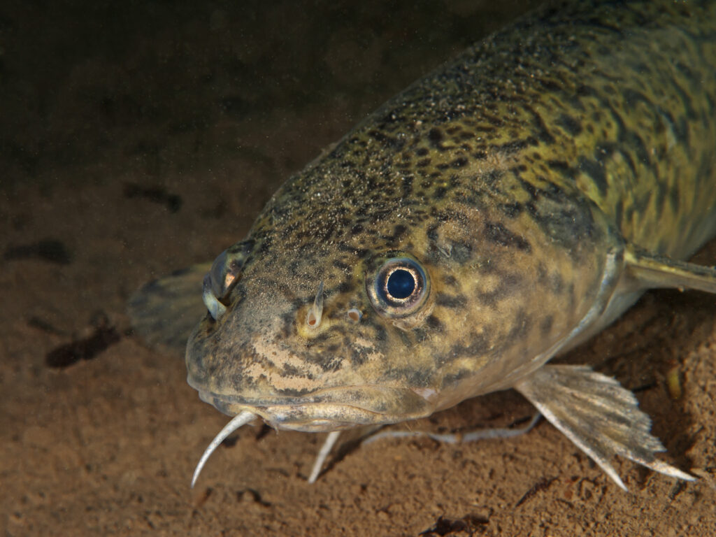 Eelpout