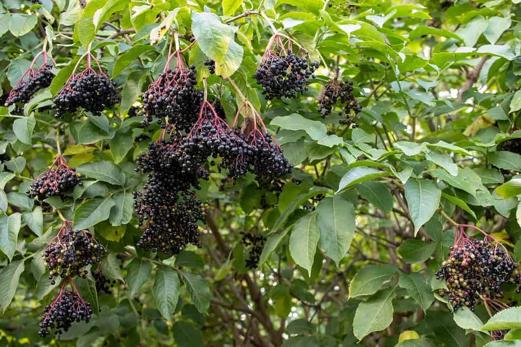 Elder Tree