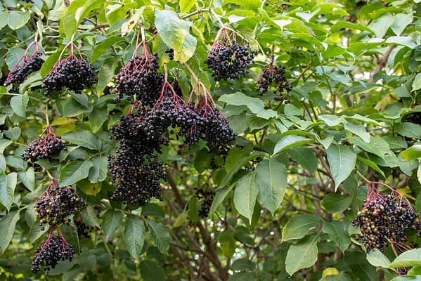 The 25 Best Small Flowering Trees to Spruce Up Any Yard - A-Z Animals