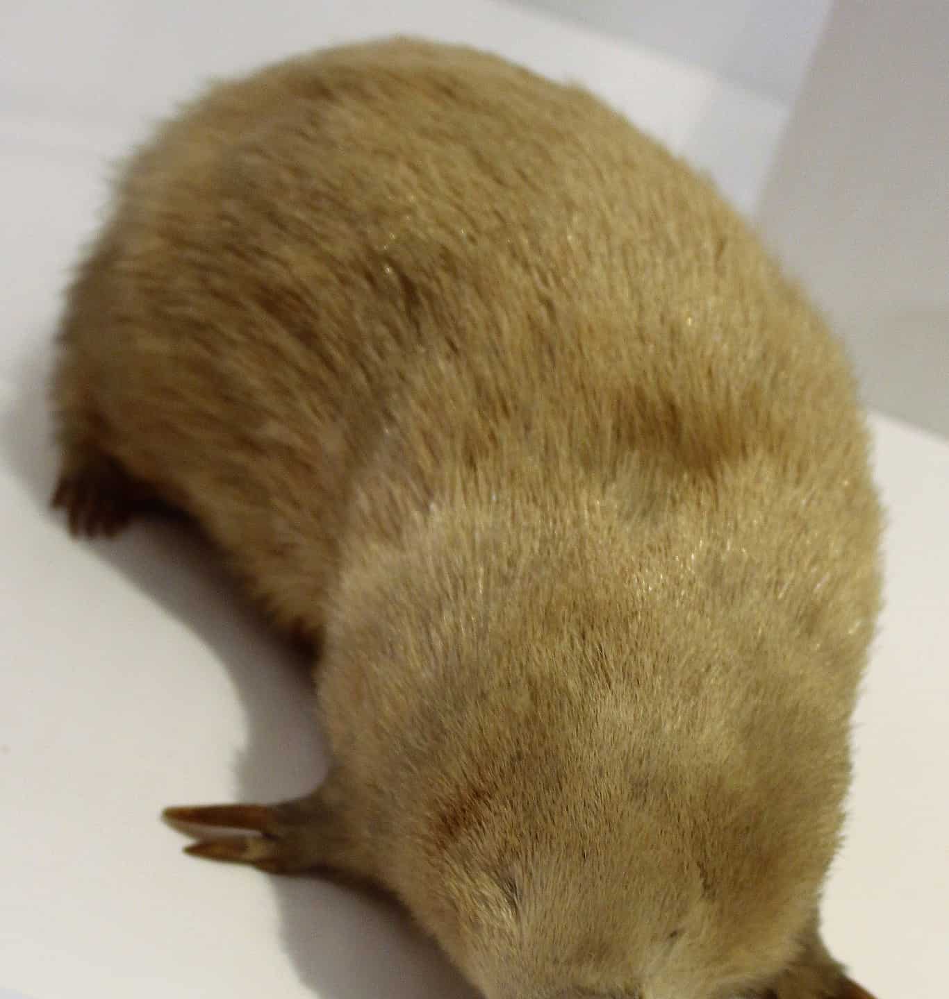 Giant Golden Mole A Z Animals