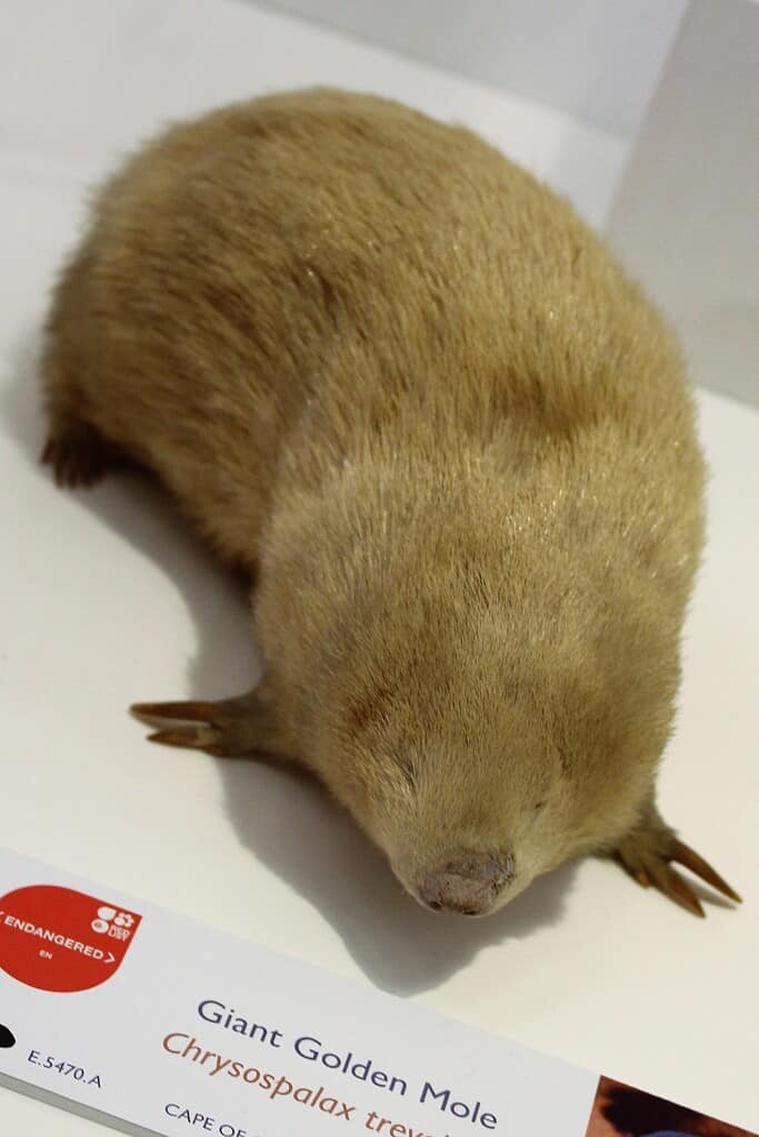 Giant Golden Mole Animal Facts Chrysospalax Trevelyani A Z Animals Giant Golden Mole Animal Facts Chrysospalax Trevelyani A Z Animals