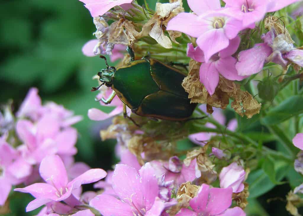 Emerald euphoria beetle