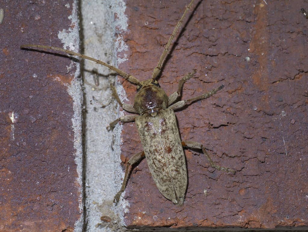 red oak borer