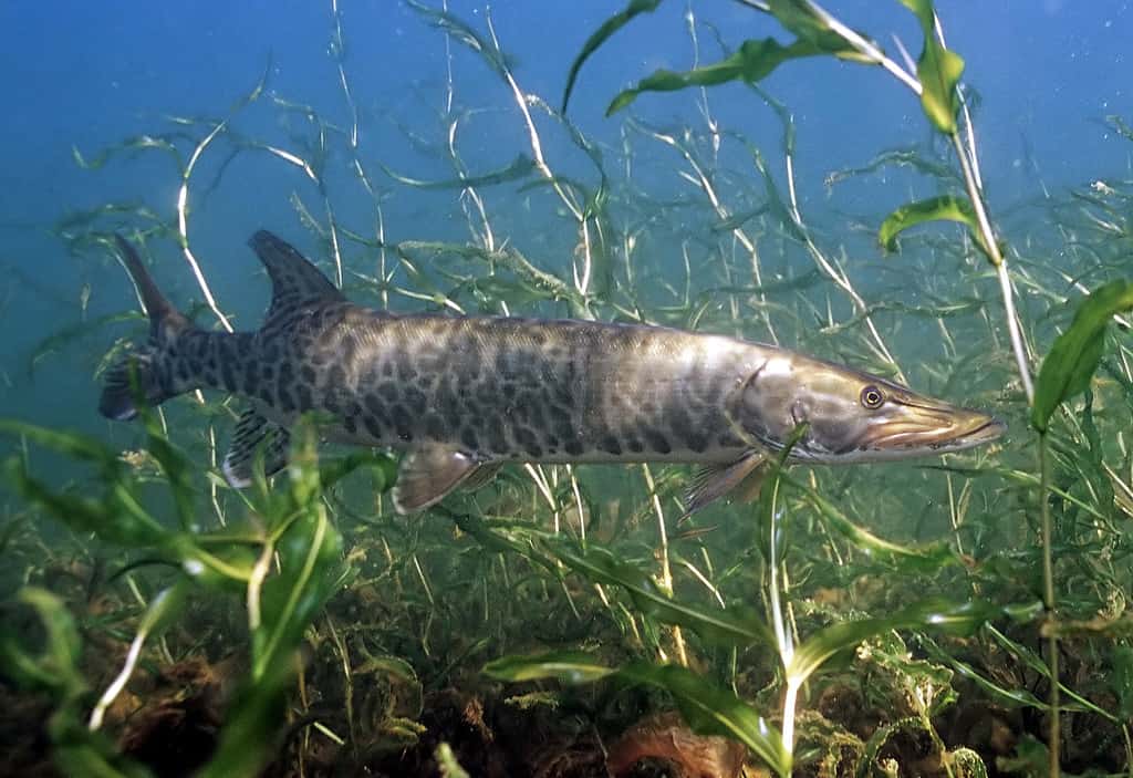 Esox masquinongy, muskie, muskellunge