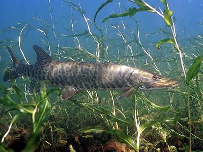 A Muskellunge (Muskie)